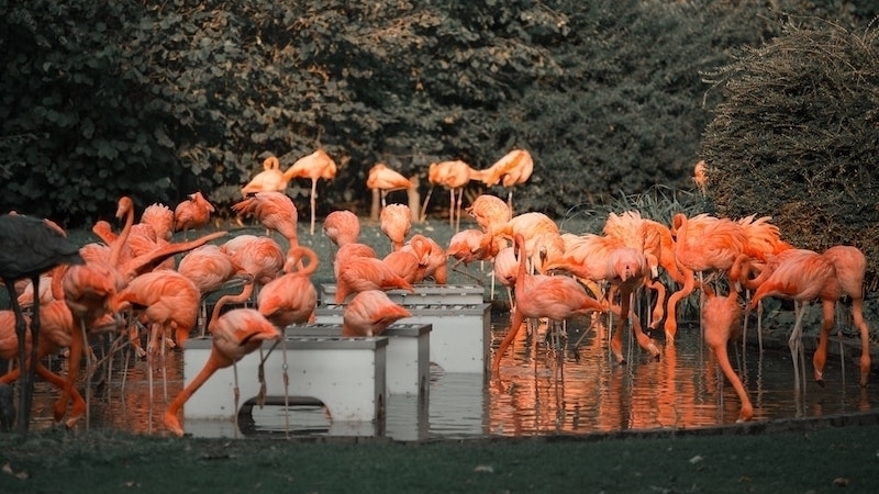 ZOO w Gdańsku dlaczego warto odwiedzić