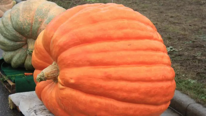 Dyniowy zawrót głowy!