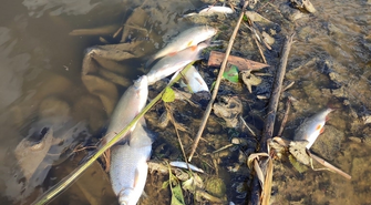 Katastrofa ekologiczna na Odrze.