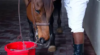 Nie używaj wody z Odry do pojenia zwierząt!