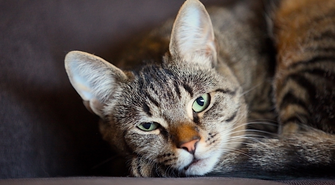 Zbudują domki dla bezdomnych kotów