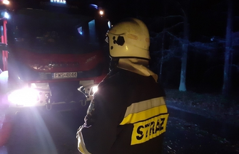 Nie tylko powalone drzewa.