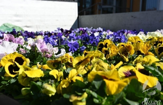 Wiosna w Sławie. Rozpoczęła sięakcja nasadzania kwiatów ZDJĘCIA