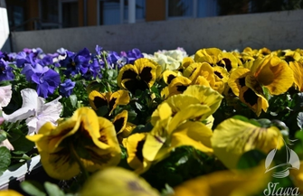 Wiosna w Sławie. Rozpoczęła sięakcja nasadzania kwiatów ZDJĘCIA