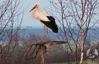 Gniazdo uratowane