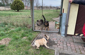 Darowizna w postaci karmy od naszej czempionki Papaya