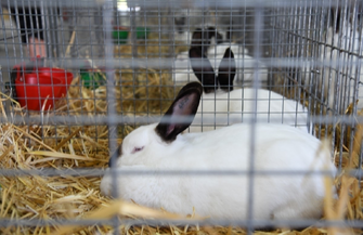 Aplikacja eDWIN setki zwierząt roślin uprawnych i sprzęt rolniczy na targach w Sielinku