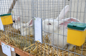 Aplikacja eDWIN setki zwierząt roślin uprawnych i sprzęt rolniczy na targach w Sielinku