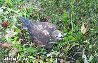 Policjanci zaopiekowali się rannym myszołowem ZDJĘCIA