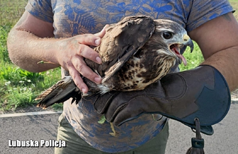 Policjanci zaopiekowali się rannym myszołowem ZDJĘCIA