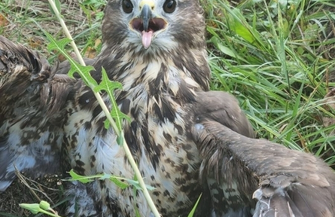 Policjanci zaopiekowali się rannym myszołowem ZDJĘCIA