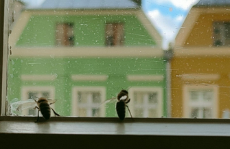 Pszczoły we wschowskim ratuszu ZDJĘCIA