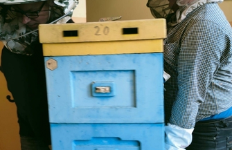 Pszczoły we wschowskim ratuszu ZDJĘCIA