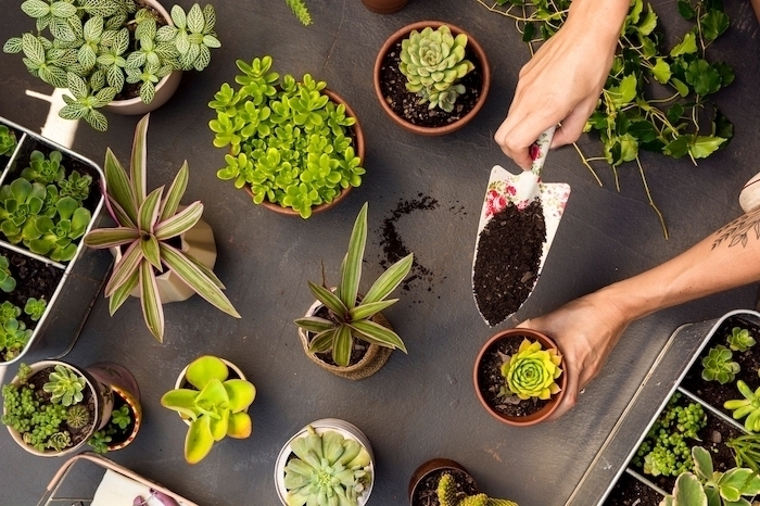 Growbox jak zacząć profesjonalną uprawę roślin