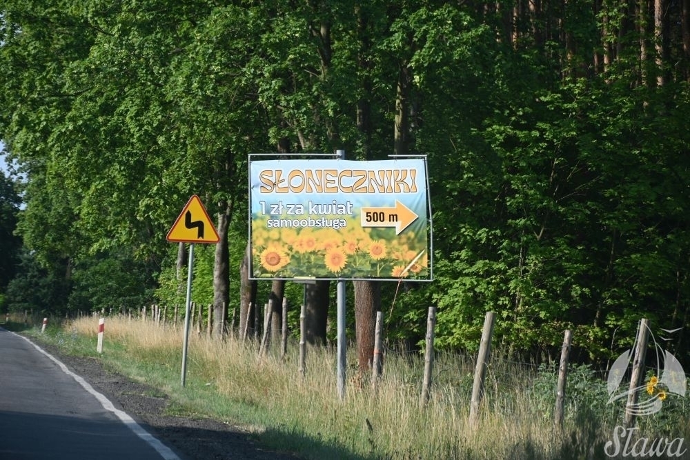Niesamowita inicjatywa rolnika z Krzepielowa Udostępnił pole słoneczników dla wszystkich FOTO