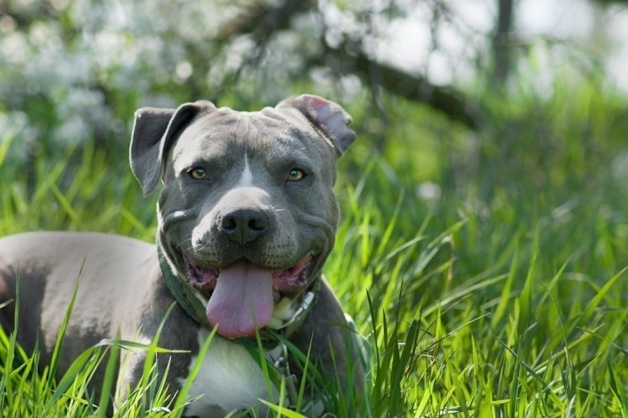 Tragedia we Wschowie. Amstaff zagryzł właściciela