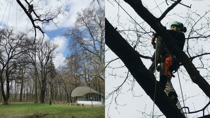 Zabiegi pielęgnacyjne drzew pomnikowych w Parku Górczyńskim (FOTO)