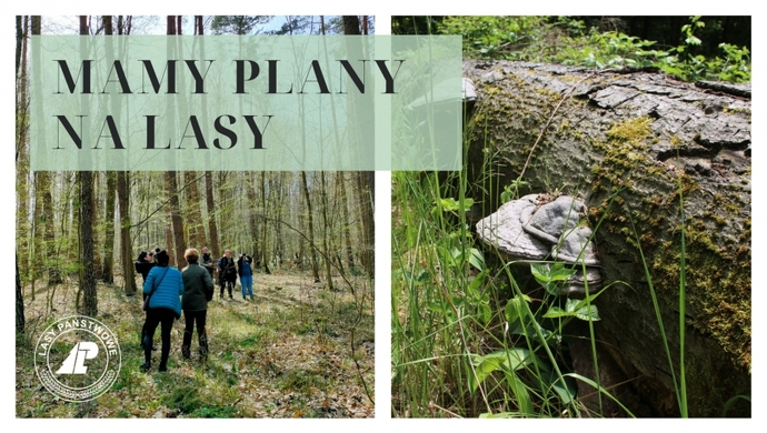 Weź udział w konsultacjach ws. Planu Urządzania Lasu Nadleśnictwa Sława Śląska