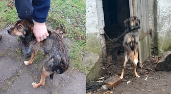 Zagłodzony i przywiązany do łańcucha