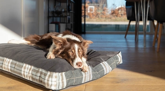 Ładne czy praktyczne? Wybieramy legowisko dla psa