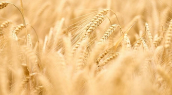 Konradowo. Poszukiwani sprawcy kradzieży 36 ton sprasowanej słomy jęczmiennej