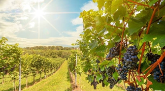 Jak rozpoznać dobrą winnicę w województwie lubuskim?