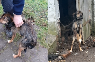 Zagłodzony i przywiązany do łańcucha