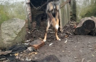 Zagłodzony i przywiązany do łańcucha