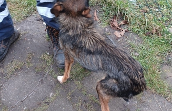 Zagłodzony i przywiązany do łańcucha