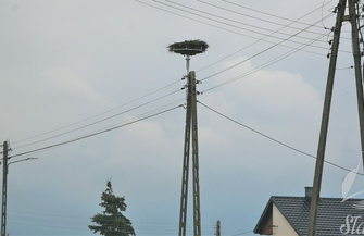 Bociany powrócą do Wróblowa na nową platformę FOTO