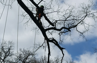 Zabiegi pielęgnacyjne drzew pomnikowych w Parku Górczyńskim FOTO