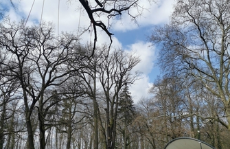 Zabiegi pielęgnacyjne drzew pomnikowych w Parku Górczyńskim FOTO