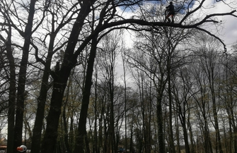 Zabiegi pielęgnacyjne drzew pomnikowych w Parku Górczyńskim FOTO