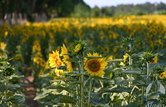 Niesamowita inicjatywa rolnika z Krzepielowa Udostępnił pole słoneczników dla wszystkich FOTO