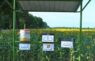 Niesamowita inicjatywa rolnika z Krzepielowa Udostępnił pole słoneczników dla wszystkich FOTO