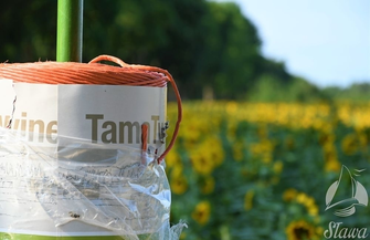 Niesamowita inicjatywa rolnika z Krzepielowa Udostępnił pole słoneczników dla wszystkich FOTO