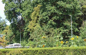 Szlichtyngowa. Droga wzdłuż Parku Górczyńskiego oświetlona