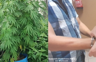 42-latek z gminy Wschowa zatrzymany za uprawę konopi FOTO