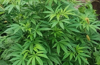 42-latek z gminy Wschowa zatrzymany za uprawę konopi FOTO