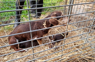 Psy i koty trzymał jak bydło. 47-latkowi grozi 5 lat więzienia FOTO