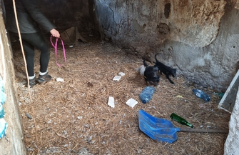 Psy i koty trzymał jak bydło. 47-latkowi grozi 5 lat więzienia FOTO