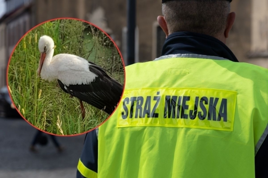 Bocian z Kandlewa uratowany. Nietypowa akcja StrażyMiejskiej