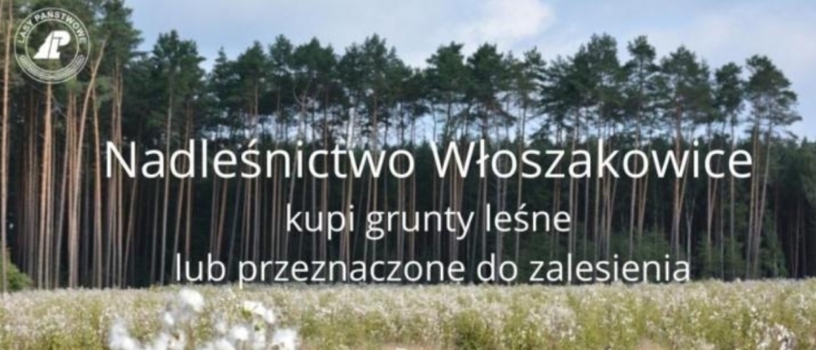 Nadleśnictwo Włoszakowice kupi grunty pod zalesienie