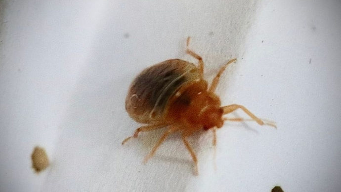 Ile żyje pluskwa? Poznaj fakty na temat tych szkodników!