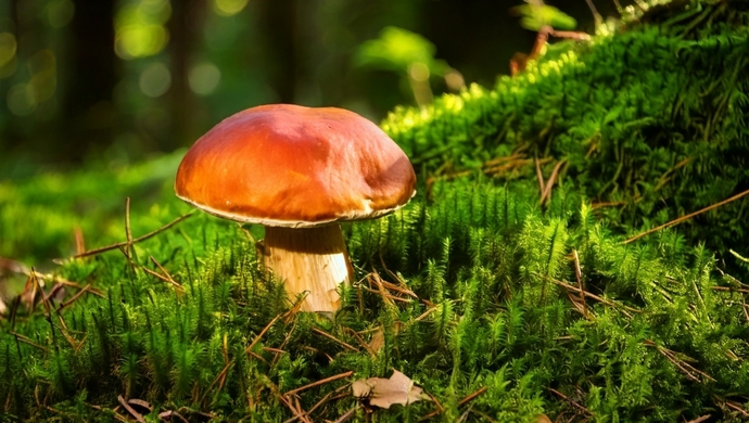 II Ludowe Grzybobranie już w ten weekend. Humoru i atrakcji nie zabraknie