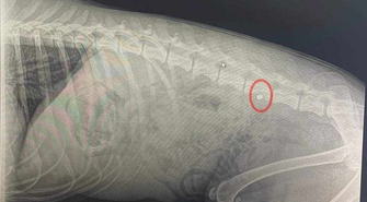 Czy postrzelenie psa to sposób na wychowanie właściciela?