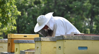 Gdzie najlepiej kupować naturalny miód pszczeli?