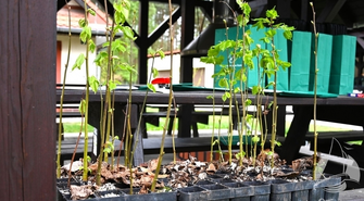 Do 15:00 odbierz darmową sadzonkę. Akcja #sadziMY Nadleśnictwa Sława Śląska