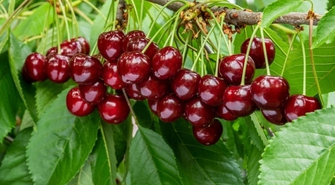 Najlepsze odmiany wiśni: Twój klucz do sukcesu