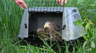 Gdzie orzeł nie może, tam... wskoczy! Niepełnosprawny bielik zamieszkał na Ptasiej Wyspie